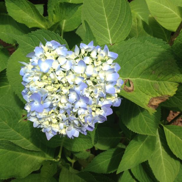 Hydrangea Leaf Spot Hydrangea Leaf Spot
