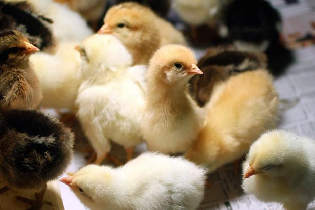 Baby Chicks in Brooder Baby Chicks in Brooder