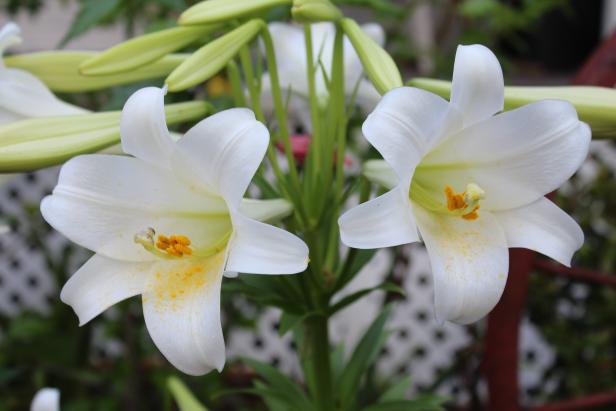 Easter Lily Easter Lily