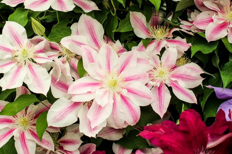 Types Of Clematis Hgtv