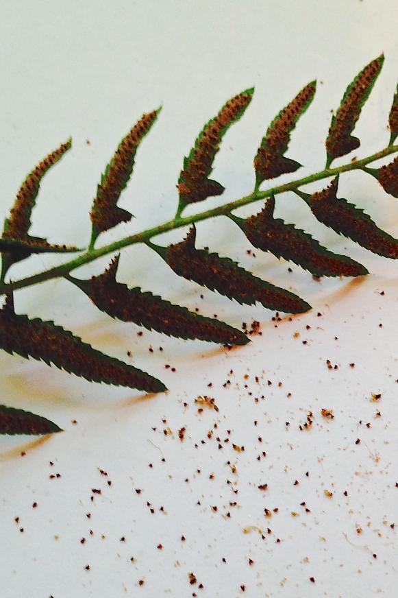 Fern Spores Mixed with Chaff Fern Spores Mixed with Chaff