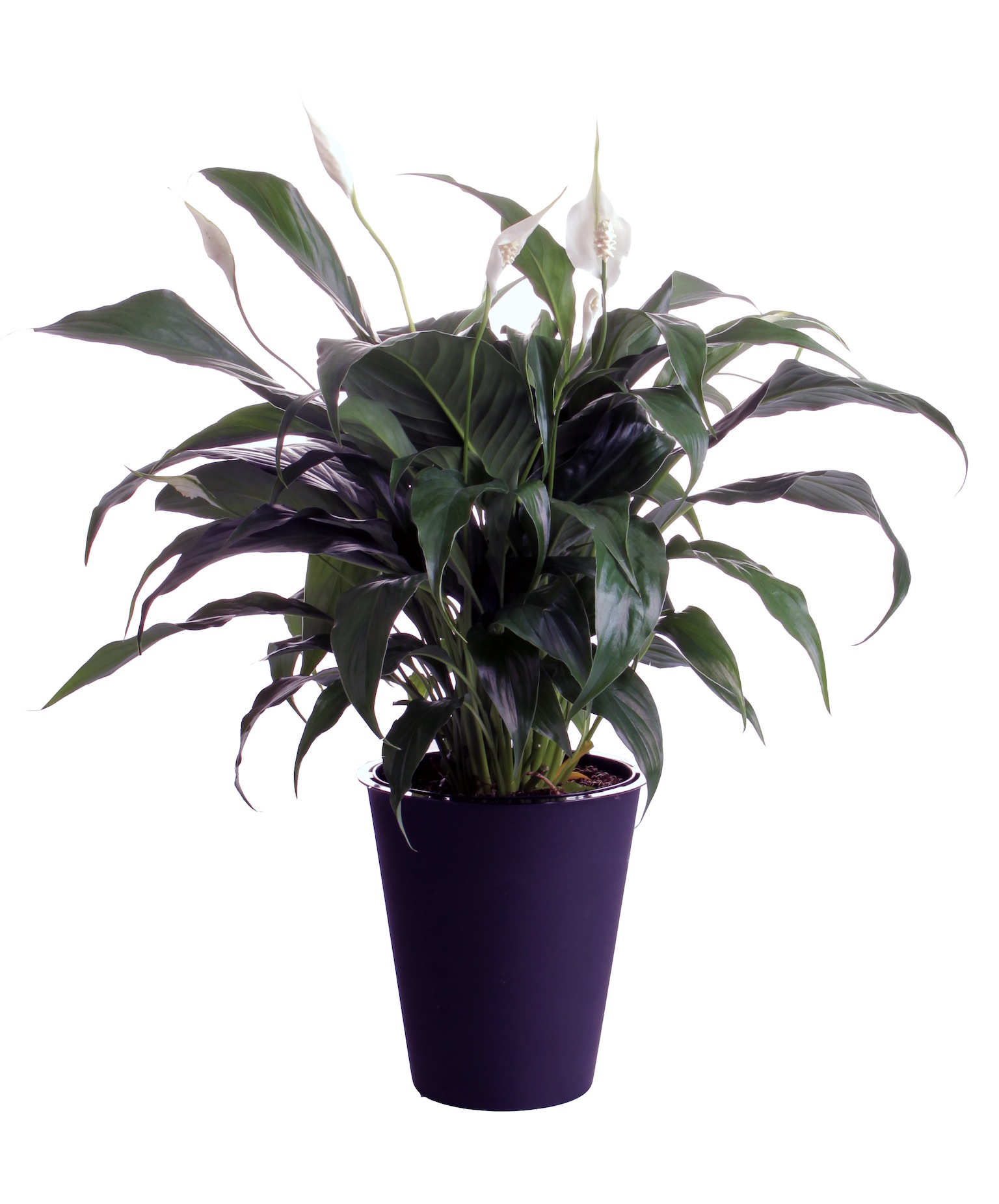 indoor plants for low light download free