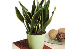 This is one snake you’ll actually want in your house. “A perfect plant for bedrooms, the snake plant is practically indestructible—tolerating low light and long bouts without water—and is especially good at adding oxygen at night,” Hancock says.