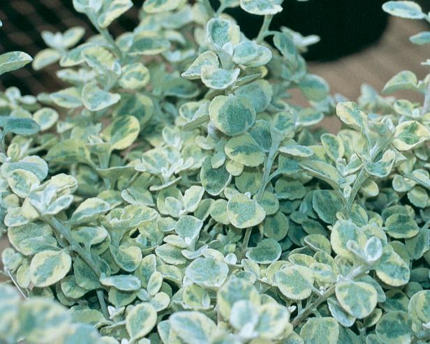 Helichrysum petiolare 'Licorice Splash' Helichrysum petiolare 'Licorice Splash'