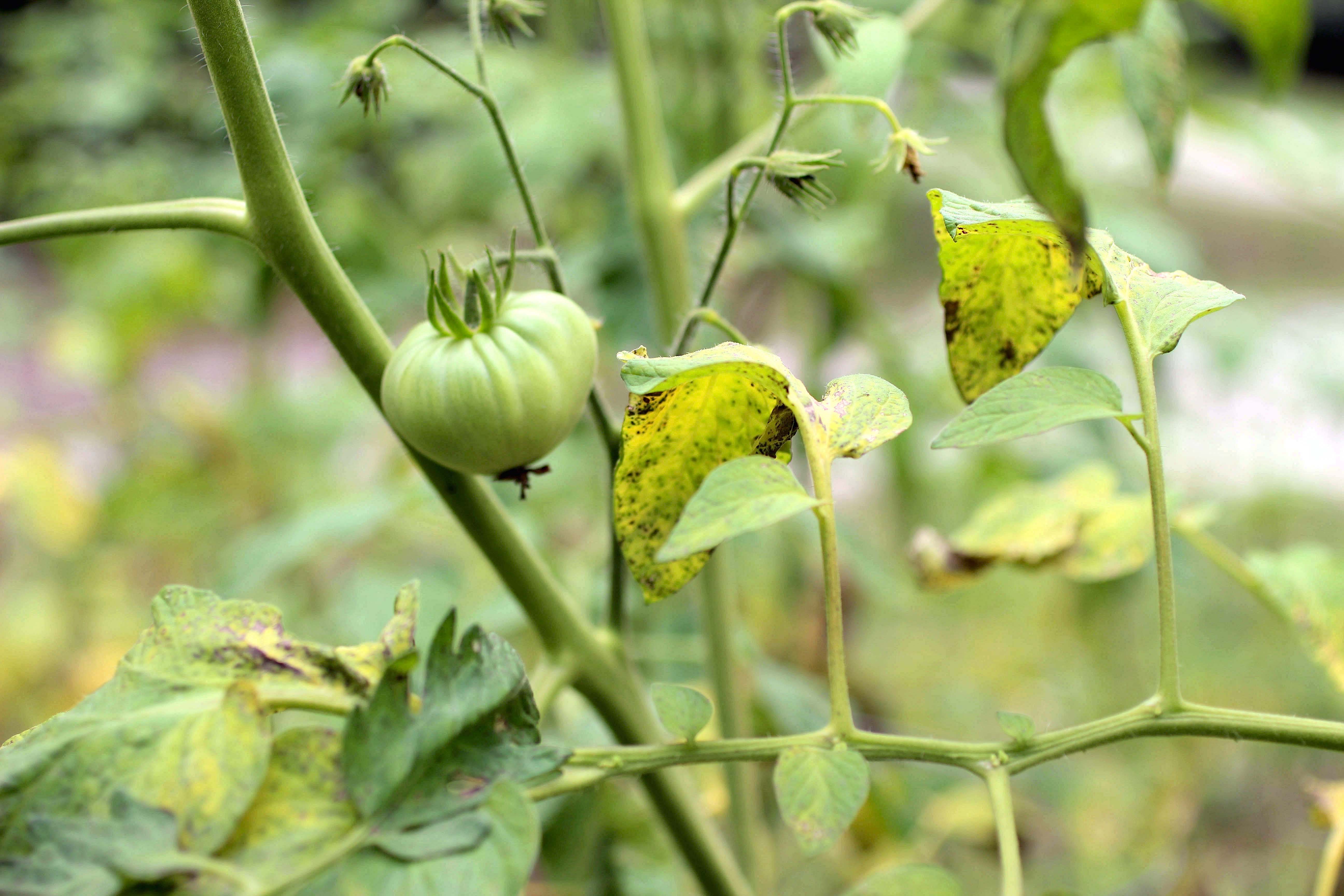 treating late blight in tomatoes