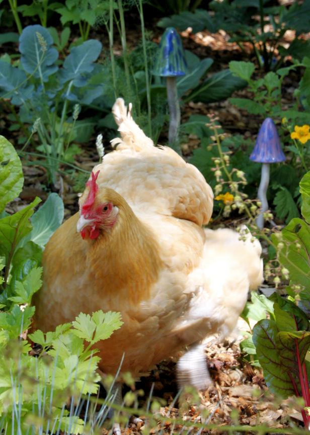 Chickens in the Gardens Chickens in the Gardens