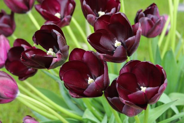 'Cafe Noir' Tulip 'Cafe Noir' Tulip