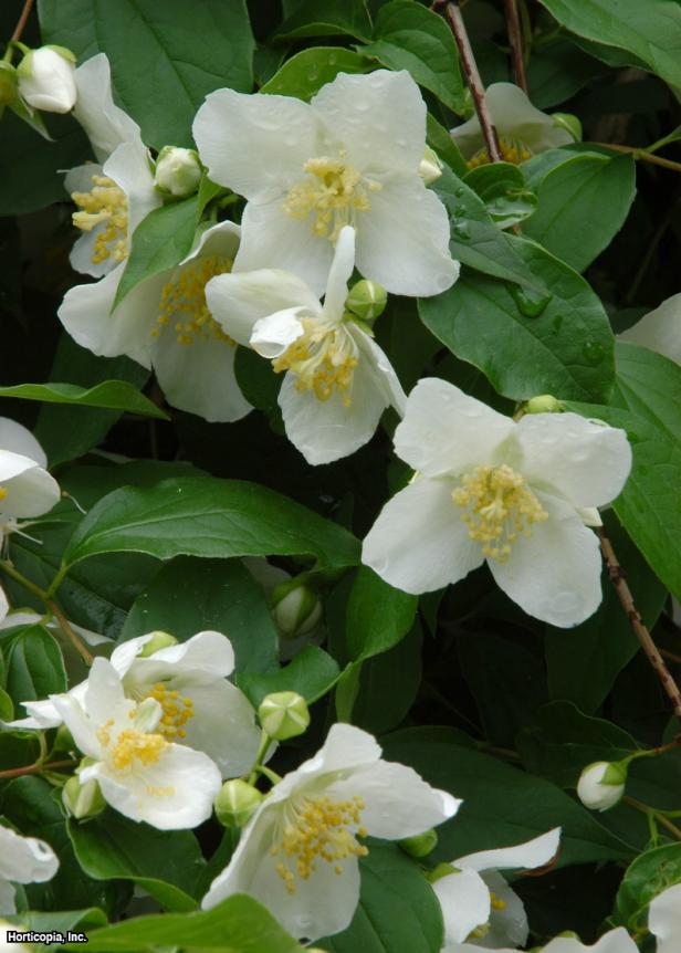 Stewartia malacodendron (03) Bloom Stewartia malacodendron (03) Bloom