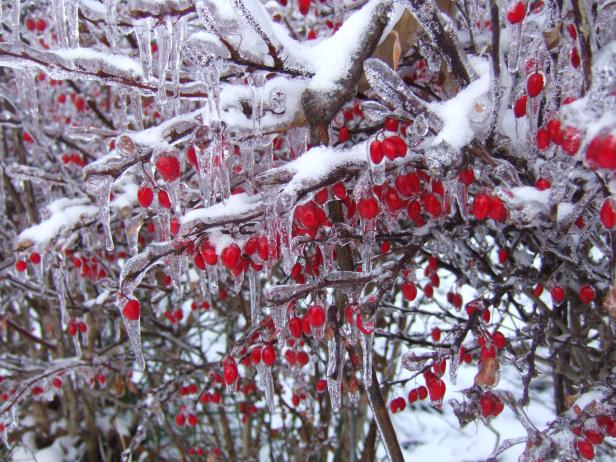 Ice on Barberry Ice on Barberry