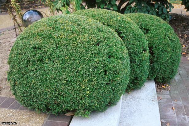 Buxus microphylla var. insularis (01).jpg Habit Buxus microphylla var. insularis (01).jpg Habit