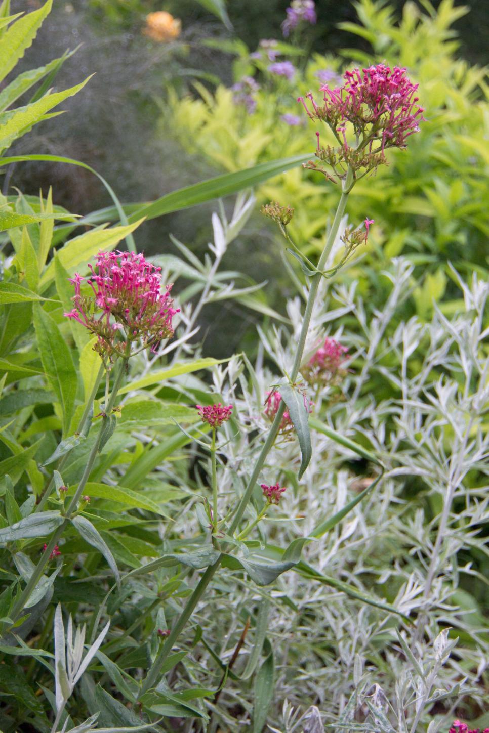 Perennials for Sunny Gardens HGTV