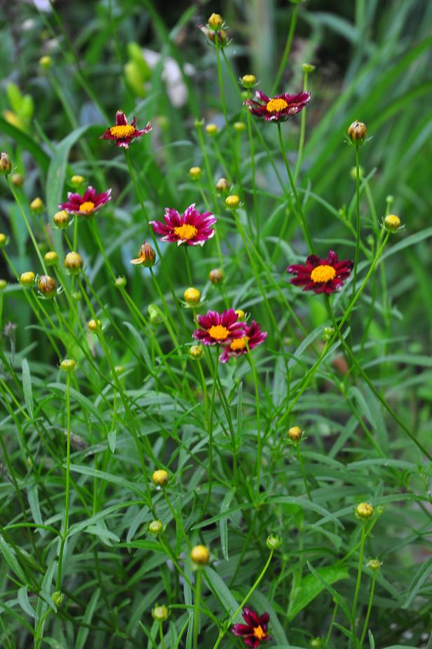 This coreopsis, part of the Big Bang series, is a chameleon. Its flowers are yellow with darker yellow/red centers throughout summer, but when fall comes and temperatures drop, the same flowers turn beautiful shades of red. It is a great accent in the front of a cottage garden. 'Red Shift' is hardy to USDA Zone 5.&nbsp;