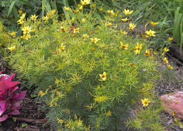 Easier to grow than C. 'Moonbeam', 'Zagreb' is a taller fern-leaf coreopsis   with a brighter bloom. It is easy to grow in well-drained and moderately fertile soil.&nbsp;