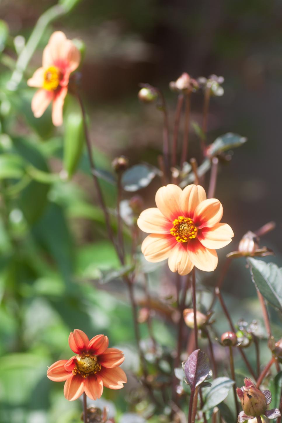 Perennials for Sunny Gardens HGTV