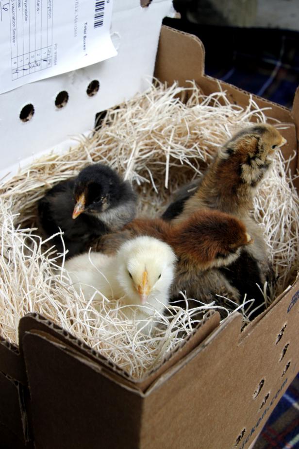 Day Old Chicks Day Old Chicks