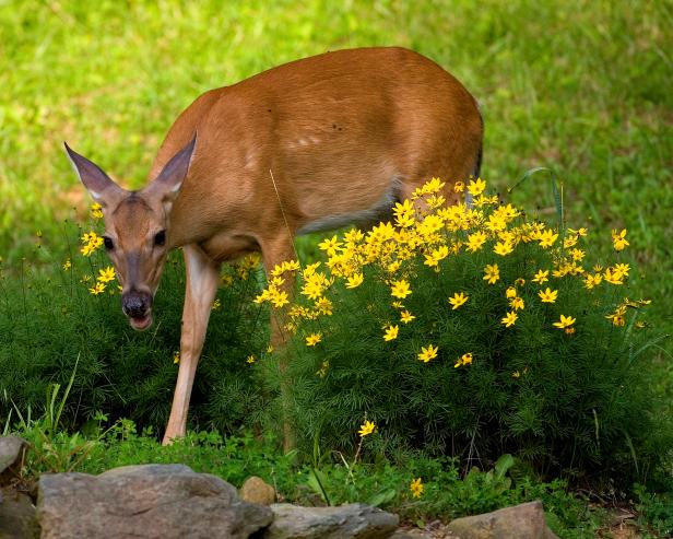 Deer in Flowers Deer in Flowers