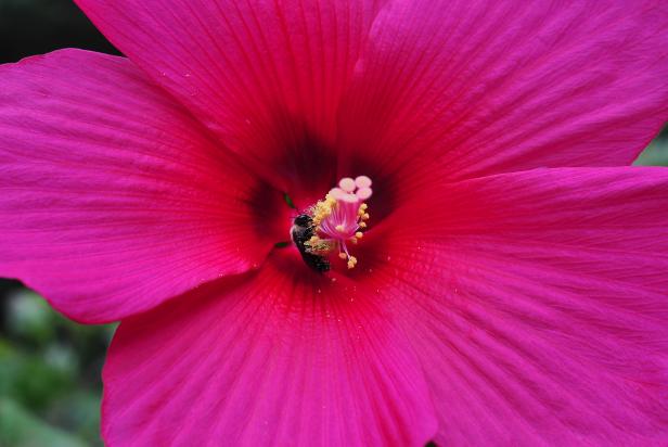 'Moy Grande' hardy hibiscus is a favorite with pollinators 'Moy Grande' hardy hibiscus is a favorite with pollinators