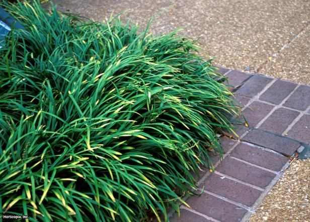 Creeping Lilyturf Creeping Lilyturf