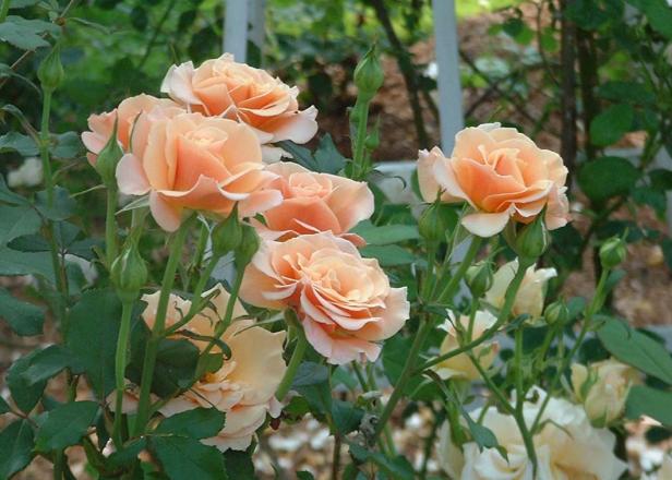 A Cape Cod Rose Garden A Cape Cod Rose Garden