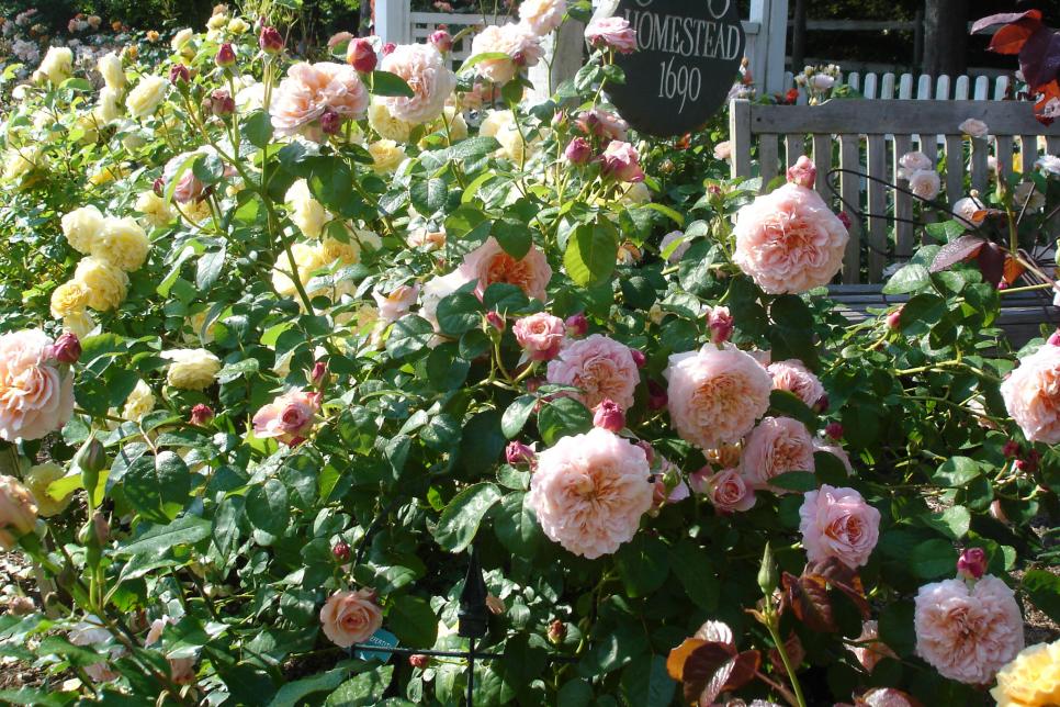 A Cape Cod Rose Garden HGTV