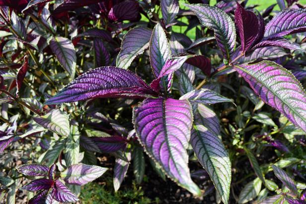 'Persian shield' Strobilanthes dyerianus 'Persian shield' Strobilanthes dyerianus