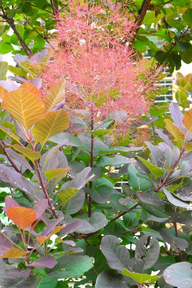 Smoke Bush Smoke Bush