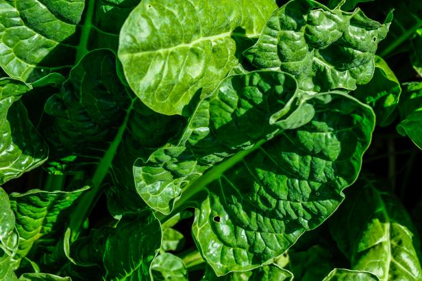 Perpetual Spinach, Beta vulgaris Perpetual Spinach, Beta vulgaris