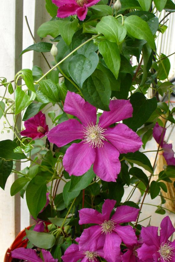 Growing Flowering Vines Growing Flowering Vines