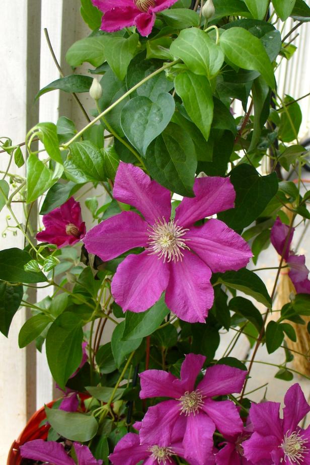 Growing Flowering Vines Growing Flowering Vines