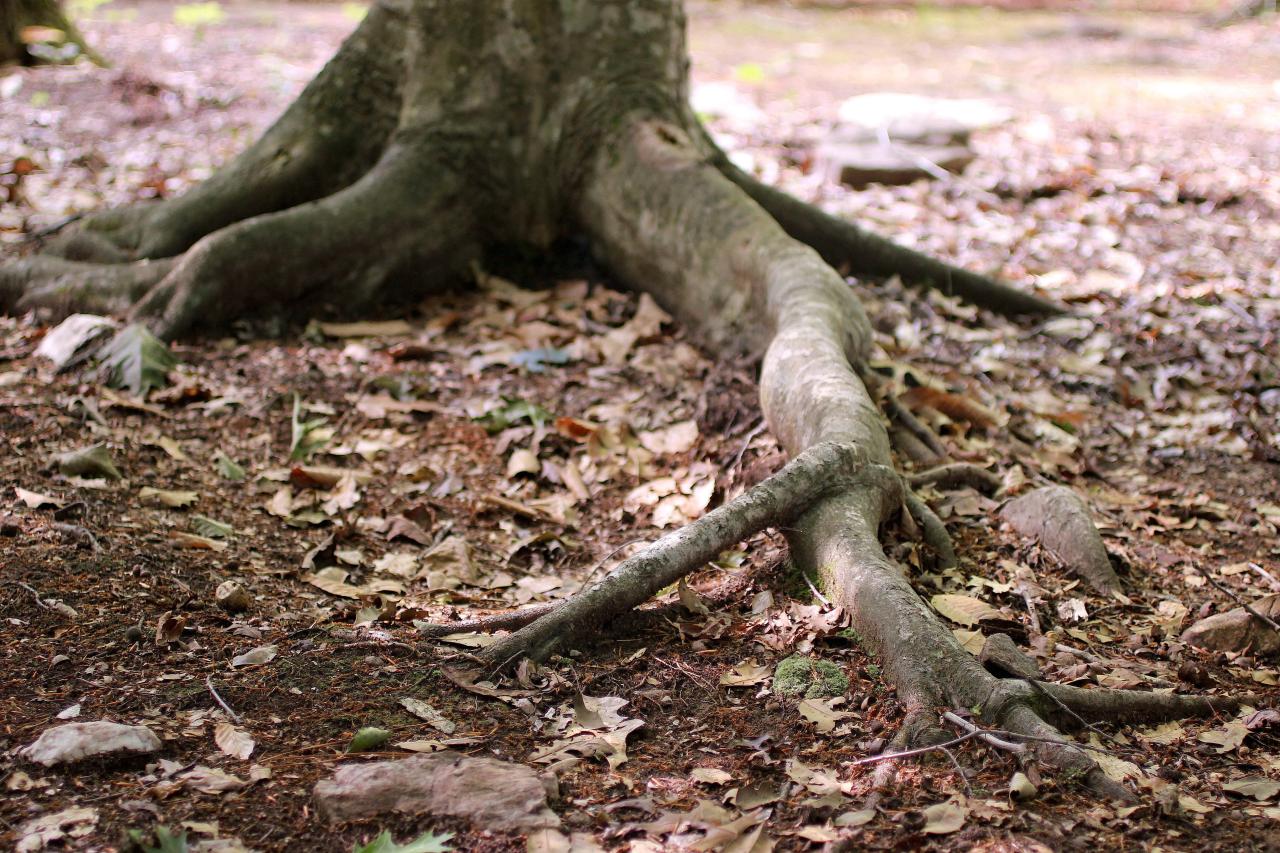 Know Your Tree Roots HGTV