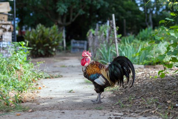 Well-Dressed Rooster Well-Dressed Rooster