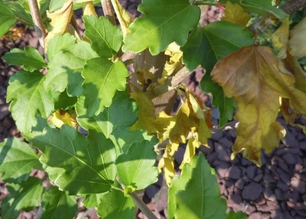 Leaves on 1 Rose of Sharon branch are yellow after rain, other leaves are yellowing or pale (1)