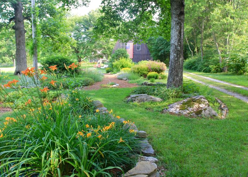 Day Lilies in bloom and mature Hickory trees frames view of the barn