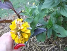 Cutting Spent Bloom On Zinnia