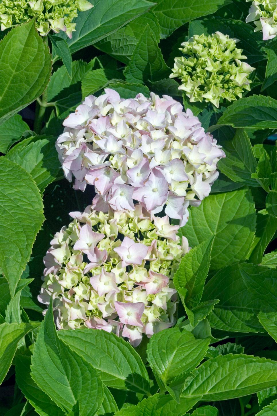 Dwarf Hydrangeas for Containers HGTV