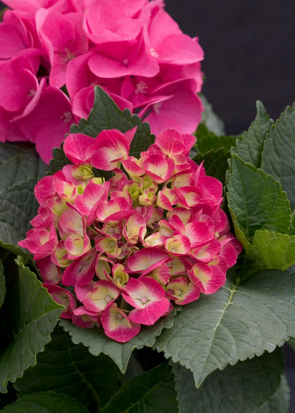 Dwarf Hydrangeas for Containers HGTV