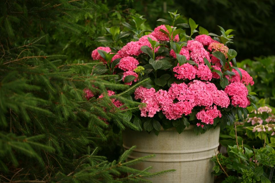 dwarf hydrangeas for containers hgtv dwarf hydrangeas for containers hgtv