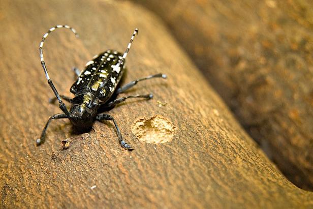 Asian Longhorned Beetle Asian Longhorned Beetle