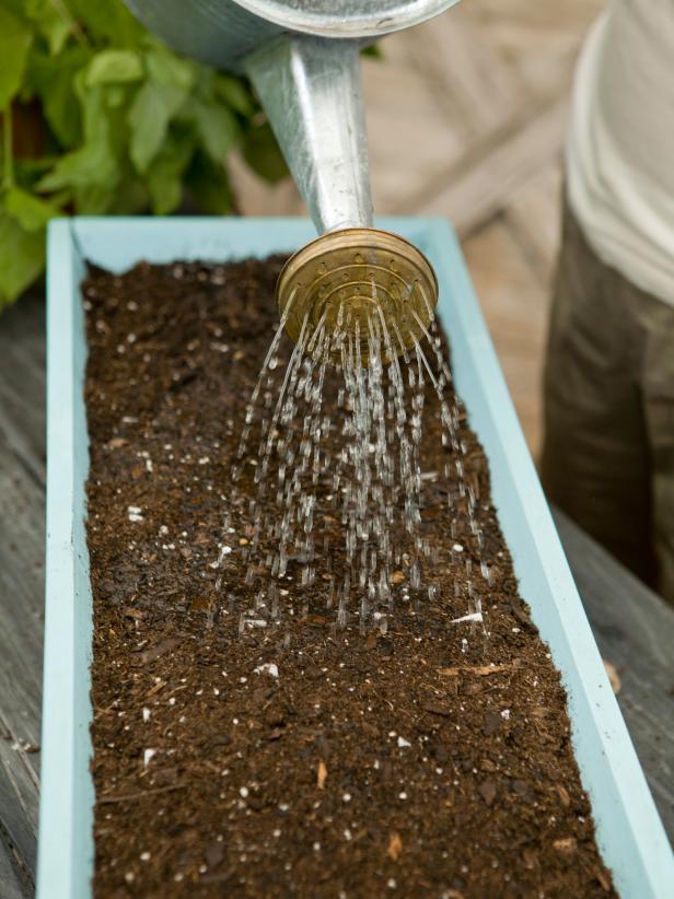 Water with a fine nozzle to avoid washing the soil away. Keep the soil moist until seedlings appear. If starting seeds indoors, you may wish to cover the container with plastic wrap to aid germination.