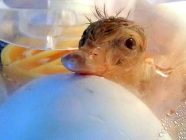 Hatching Duck Eggs Hatching Duck Eggs