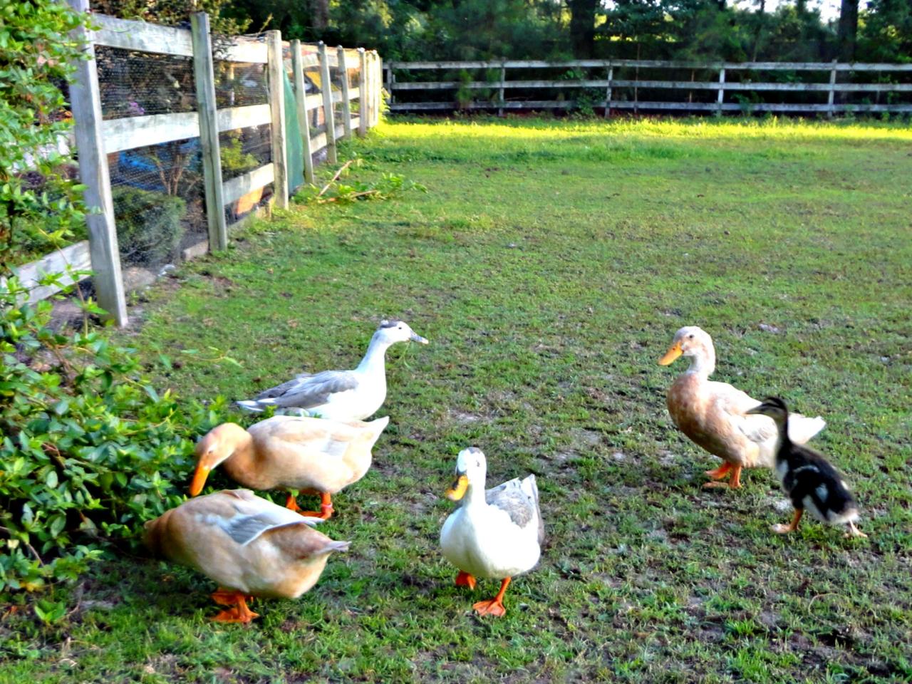 How Toxic Plants Can Harm Backyard Ducks | HGTV