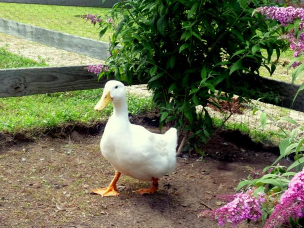 Duck Pen Landscaping Duck Pen Landscaping