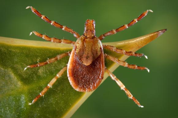 Yellow Dog Tick Yellow Dog Tick