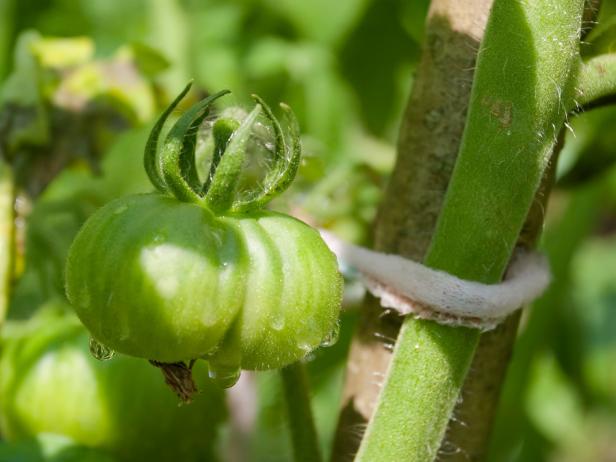 As the plant grows, continue tying the main stems to the support. 