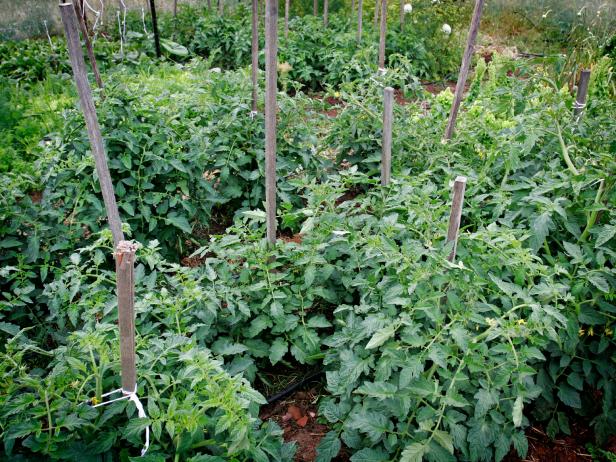 Your tomato plants will need some type of support; a cage or tied to a wooden stake are two of the most common methods.