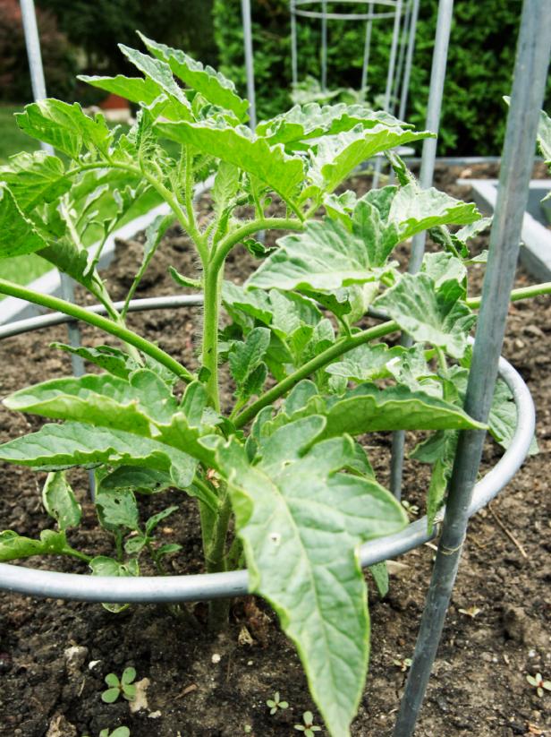 Your tomato plants will need some type of support; a cage or tied to a wooden stake are two of the most common methods.
