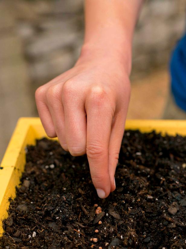 About 1 inch in from the side of the window box, sow 2 rows of the radish seeds about 1/2 inch apart. 