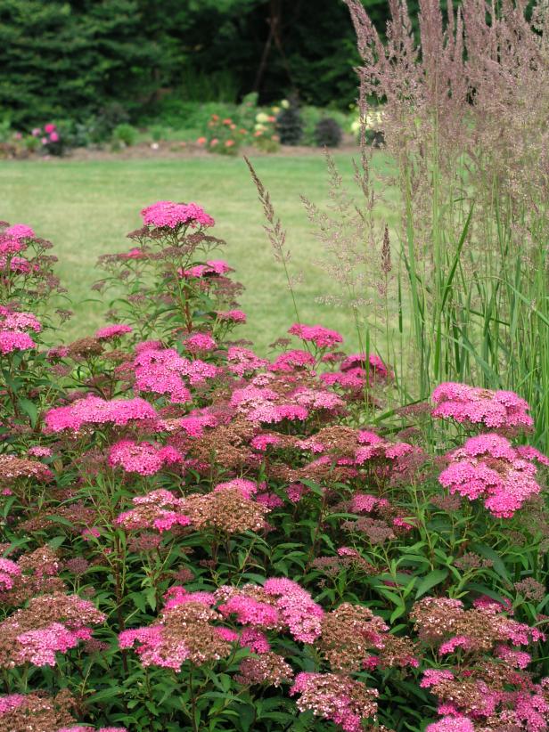 Spiraea bulmada 'Anthony Waterer' Spiraea bulmada 'Anthony Waterer'
