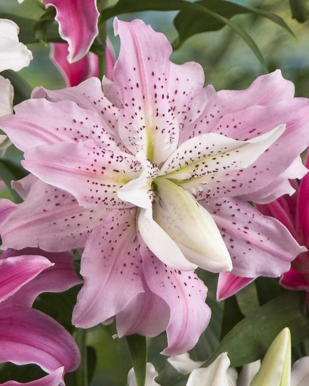 'Soft Music' Oriental Lily 'Soft Music' Oriental Lily