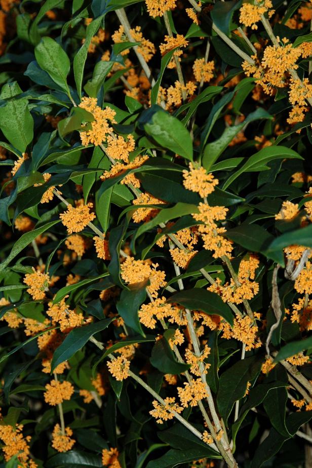 Osmanthus fragrans f. aurantiacus Osmanthus fragrans f. aurantiacus